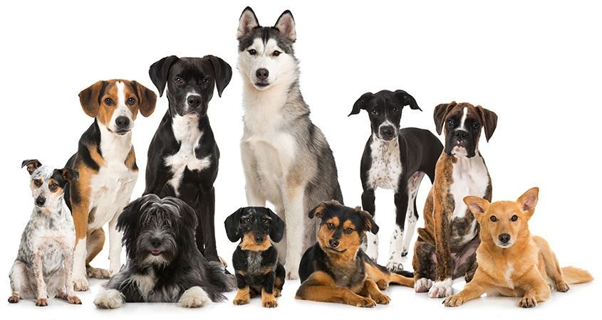 different_dog_breeds_1200x639
